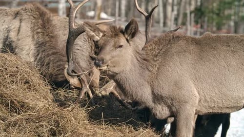 Winter Feeding of Deer