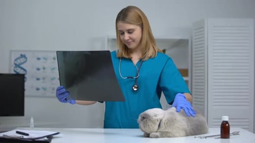 Veterinarian Examines Cat X-Ray in Clinic