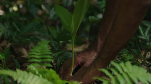 Picking Up Ginger Plant