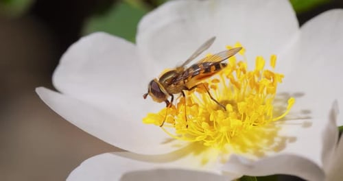 Striped Insect Pollinating White Flower, Close-Up