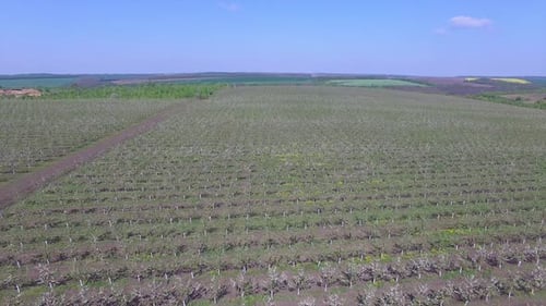 Large Blooming Apple Orchard. Aerial view of beautiful blossoming apple tree garden