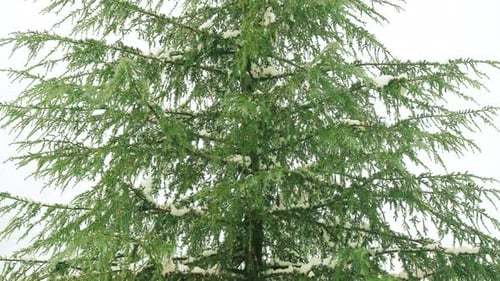 Weihnachtsbaum