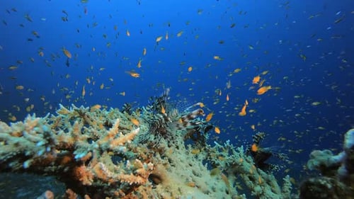 Underwater Tropical Reef Lionfish