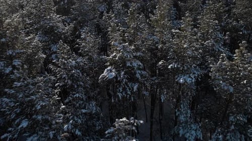 Fliegen Sie an einem Wintertag über die Gipfel der grünen Pinien