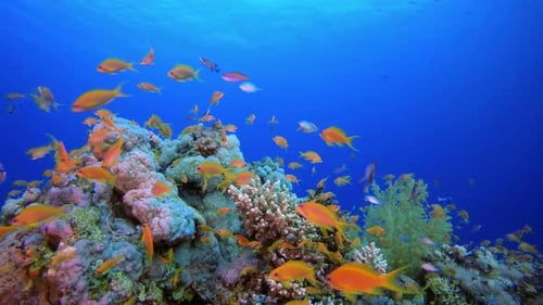 Arrecifes de coral tropicales