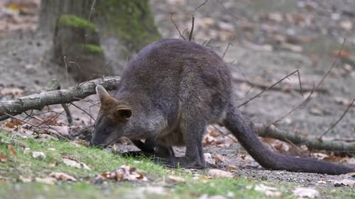 Sumpfwallaby, Wallabia bicolor. Bekannt als das schwarze Wallaby