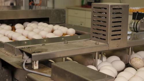 Chicken eggs on conveyor belt in food production factory