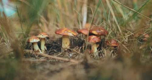 Gathering Wild Mushrooms in a Rural Setting