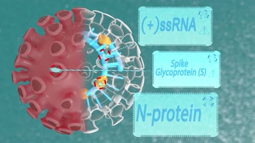 Animated 3D Model of Virus Anatomy and Molecular Components