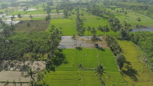 Rice Terraces and Agricultural Land in Indonesia