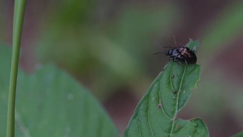 Tow Bugs Mating on a leaf