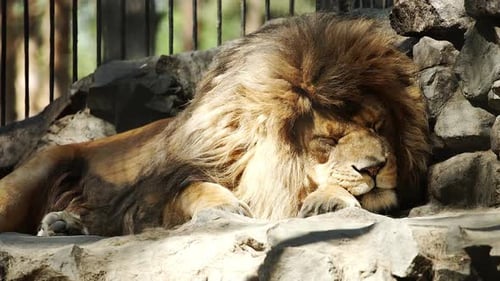 Porträt eines afrikanischen Löwen, der im Zookäfig schläft