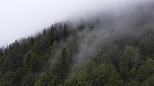 Misty Forest Aerial View