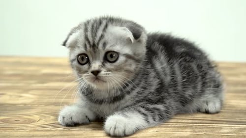 Se
sienta un gatito escocés con ojos grandes. Fondo blanco