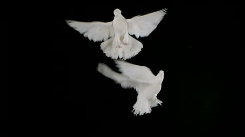 Pair of Beautiful Doves with White Plumage Flies Up and Fly in Studio on a Black Background