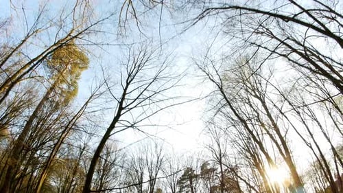 Spring Forest Sunny Day