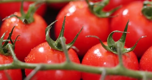 Fresh Cherry Tomatoes on Vine Close Up