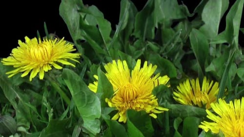 Zeitraffer beim Öffnen von Dandelion