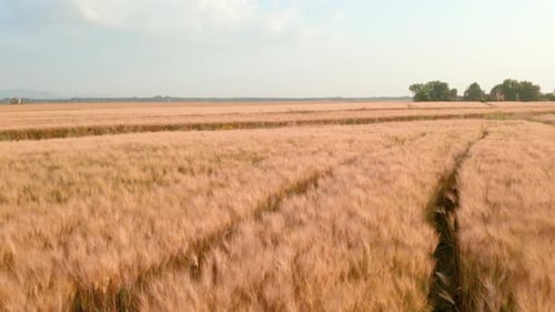 Wheat field