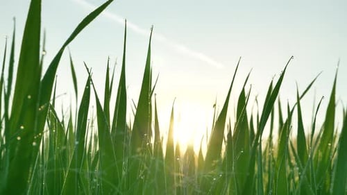Green Stems of Grass Against Sunlight in Summer Morning
