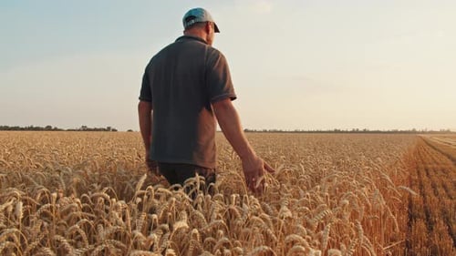 a Man Farmer Walks Through the Wheat Field and Touches the Spikelets with His Hand Sunset in the