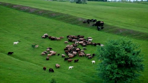 Schafe und Ziegen grasen auf der Weide