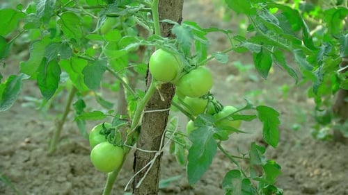 Green Tomato 3