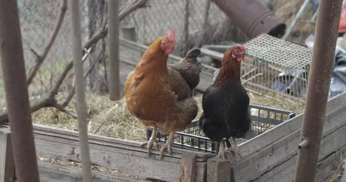 Two Chickens in the Yard. Black and Brown Chicken in Village