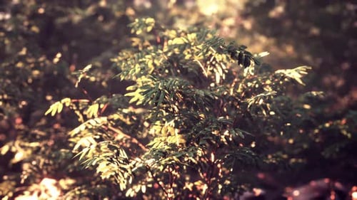 Evening Forest with Sun and Volume Light