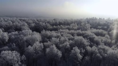 Winter Nature Concept