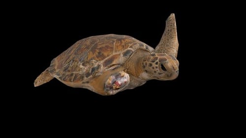 Injured Sea Turtle Swimming Animation