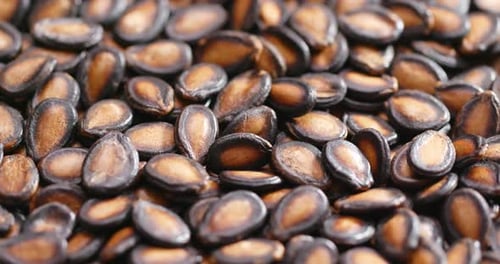Black Melon Seeds