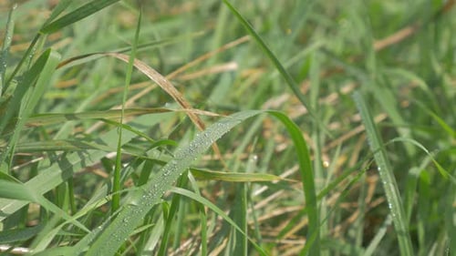 Early morning drew drops over grass 4K 2160p UHD footage - Dew drops natural green fresh background