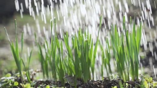 Sprühschlauch mit Wasserschlauch auf Gartenbüsche, Zeitlupe, mittelschwer