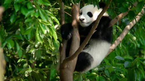 Panda Resting Peacefully in a Tree