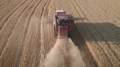 Aerial View Red Harvester Working in the Field. Combine Harvester Agricultural Machine Collecting