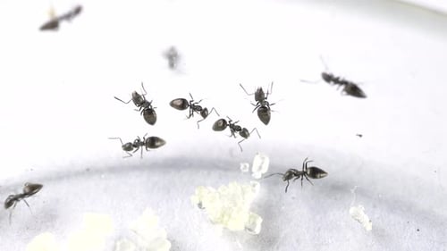 Ants Gather Around White Crystals Close Up