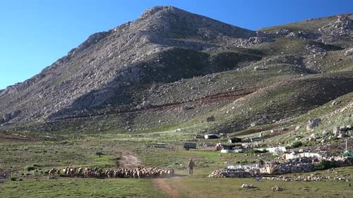 Nomadischer armer Hirte geht mit Schafen auf Plateau