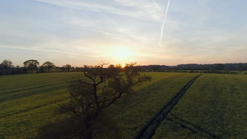 Rapsfelder während des späten Abends in England
