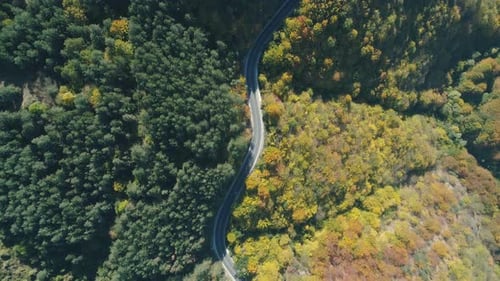 Top View of Car Driving on Mountain Road. Evergreen Forest on the One Side of the Road and Golden