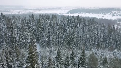 Aerial view of a winter frosty scenery with evergreen spruce tree forest