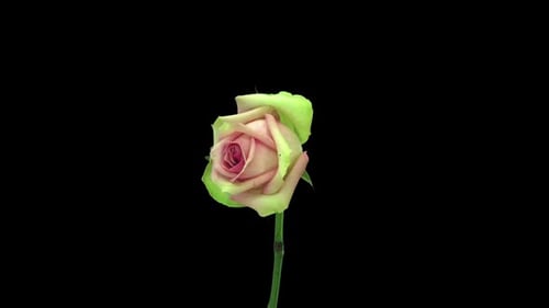 Time Lapse of a Rose Decaying on Black