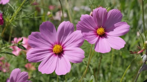 Plantas maestras mexicanas en un entorno natural: primer plano, 4K, 2160p, 30 fps, imágenes UltraHD - Otoño rosa f