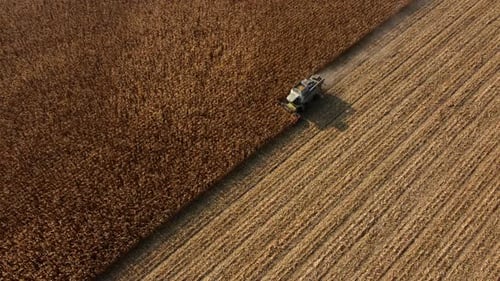 Aerial Drone View Flight Over Combine Harvester That Reaps Dry Corn in Field
