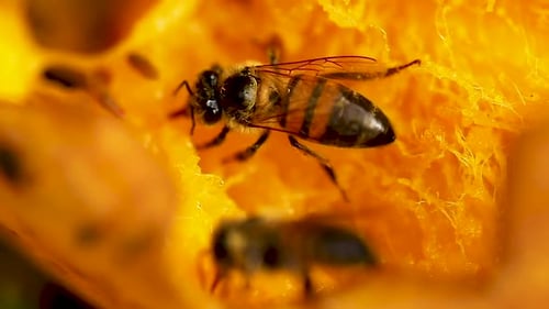 Gros plan sur une abeille mangeant de la mangue, suçant la pulpe du fruit.
