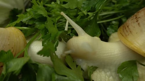 Snails Moving near Parsley and Garlic