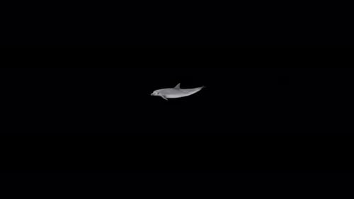 4K Delphin-Schwimmen