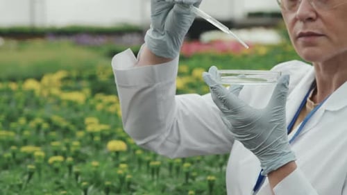 Lab Worker Inspects Plant Sample in Petri Dish