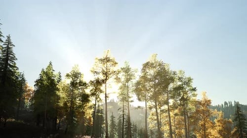Sun Beams Through Trees