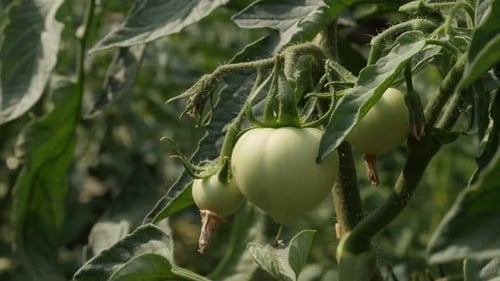 Grüne Tomate im Garten 4K 2160p 30fps UltraHD-Aufnahmen - Organic Solanum lycopersicum fruit 38